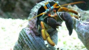 Orange and Black Hermit Crab