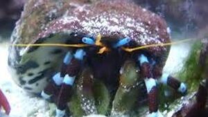 Dwarf Zebra Hermit Crab