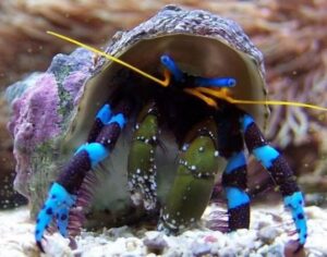 Electric Blue Hermit Crab