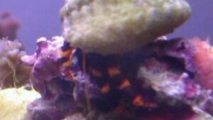 Electric Orange Hermit Crab