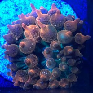 Flame Thrower Bubble Anemone