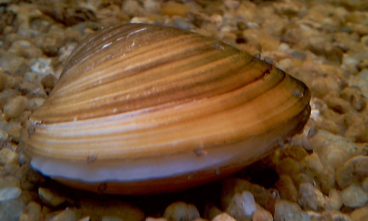 Freshwater Clam