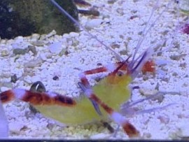 Gold Banded Coral Shrimp