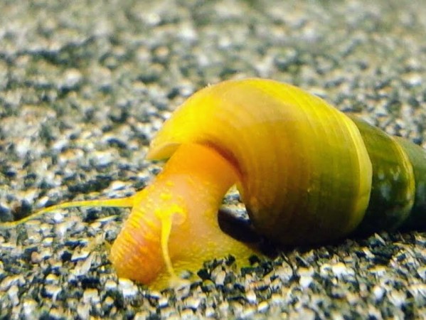 Gold Rabbit Snail
