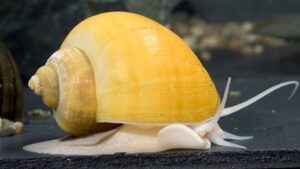 Gold Mystery Snail