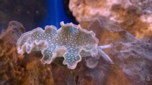 Green Lettuce Sea Slug