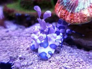 Harlequin Shrimp
