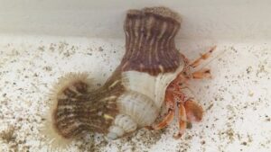 Hermit Crab with Anemone