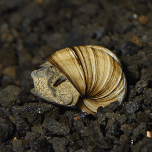 Japanese Trapdoor Snail