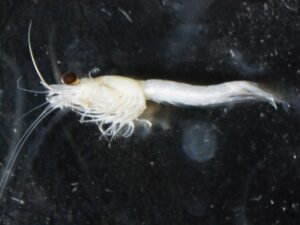 Mysid Shrimp