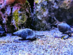 Nassarius Snail