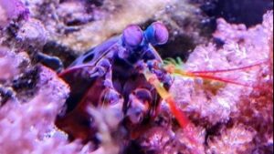 Peacock Mantis Shrimp
