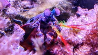 Peacock Mantis Shrimp