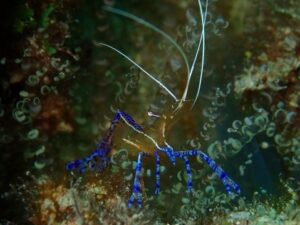 Pederson Cleaner Shrimp