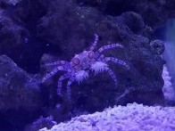 Pom Pom Crab