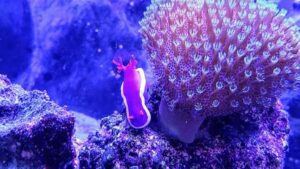 Purple Sea Slug