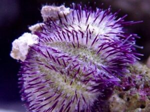 Purple Short Spine Pincushion Urchin