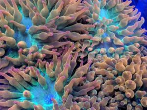 Rainbow Bubble Tip Anemone