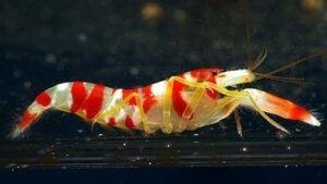 Red Banded Snapping Shrimp