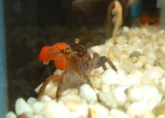 Red Claw Crabs
