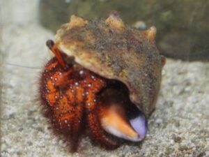 Red Hairy Hermit Crab