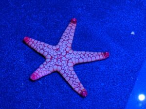 Red and Pink Tile Starfish