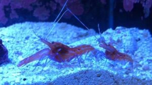 Red Pistol Shrimp