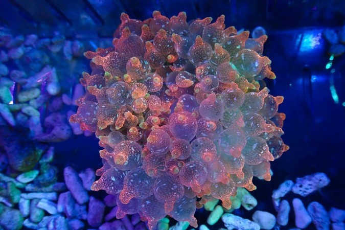 Rose Ultra Acid Wash Bubble Tip Anemone