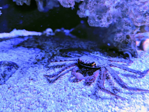 Sally Lightfoot Crab