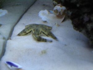 Sand Sifting Sea Star