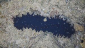 Sea Cucumber