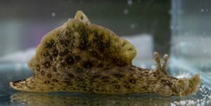 Sea Hare
