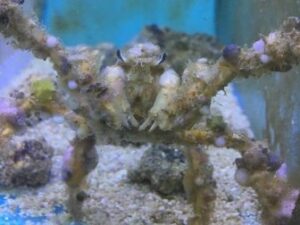 Spider Decorator Crab
