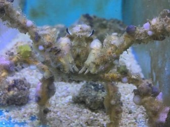 Spider Decorator Crab