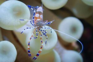Spotted Cleaner Shrimp