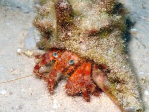 Starry Hermit Crab