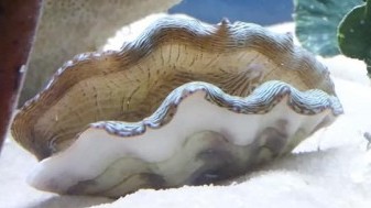 Derasa Clam, Striped with Blue Rim