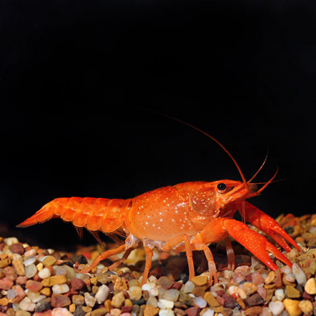 Sunburst Fire Lobster