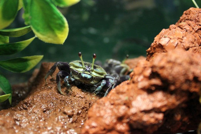 Burmese Mountain Crab