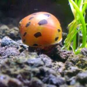 Nerita Snail, Tiger Blood