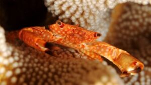 Trapezia Pocillopora Crab
