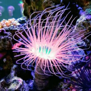 Tube Anemone