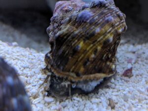 Turban Snail