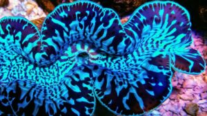 Maxima Clam, Ultra Blue Turquoise