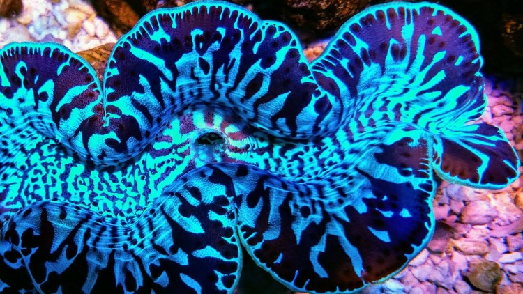 Maxima Clam, Ultra Blue Turquoise