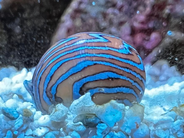 Virgin Nerite