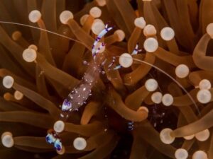 Venus Anemone Shrimp