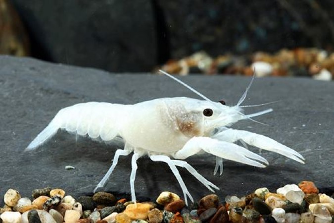 White Ghost Lobster