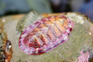 White Line Chiton