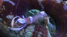 White Spot Anemone Shrimp